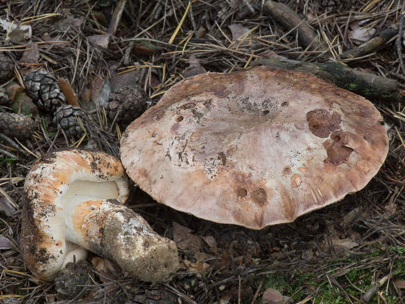 Tricholoma colossus